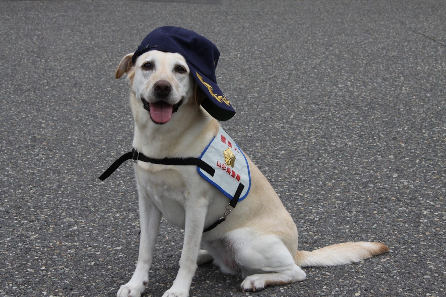 ドッグパークワンミー