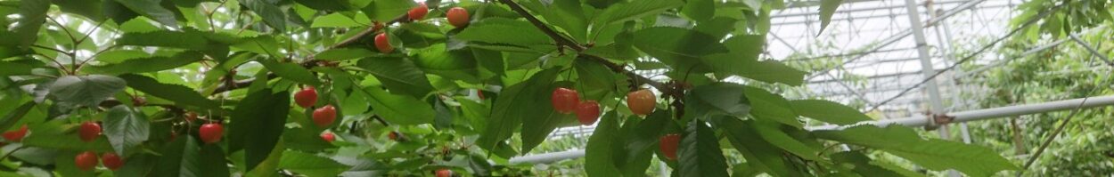 神岡縄文農園＆神宮寺観光果樹園