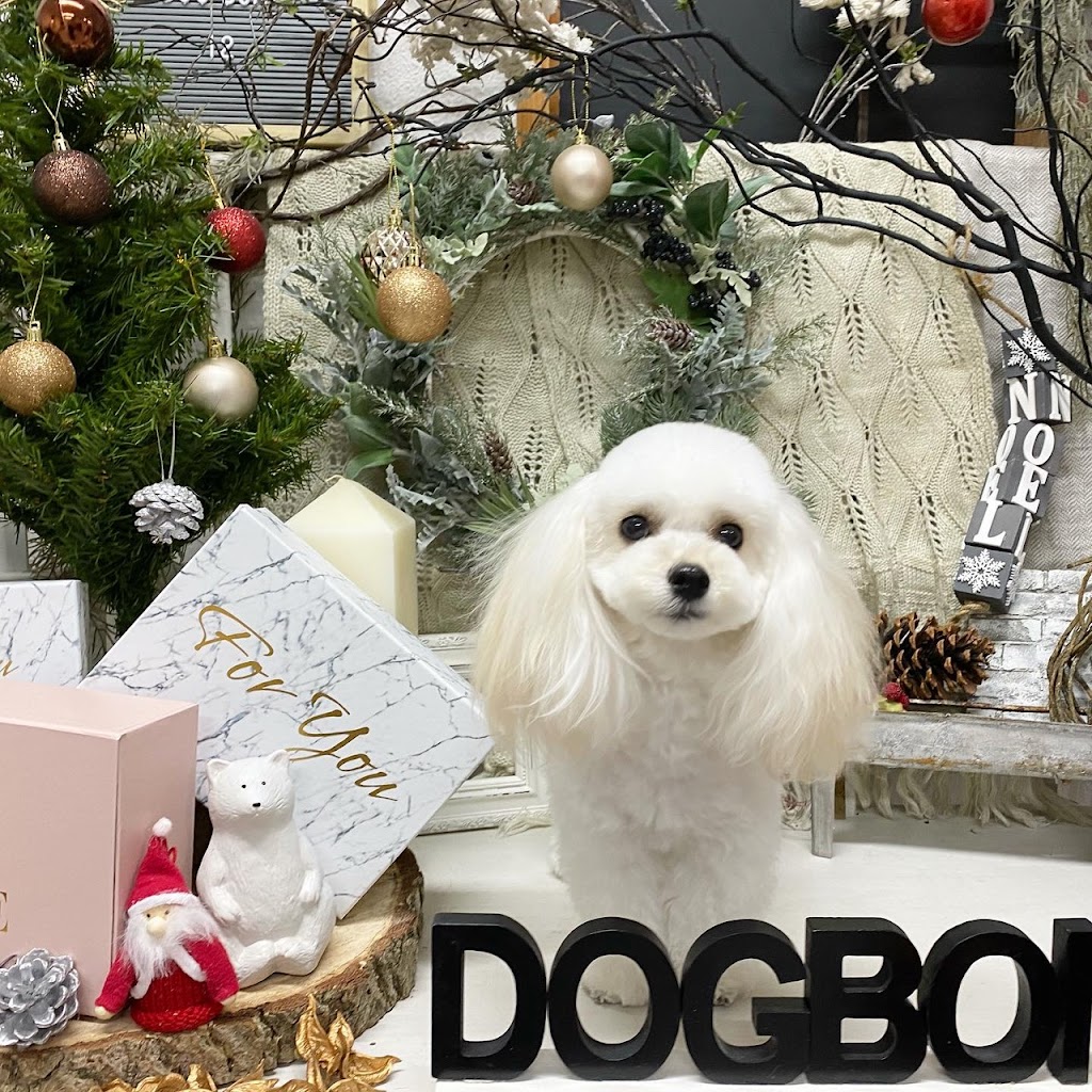 ドッグラン　ワンダーステージ