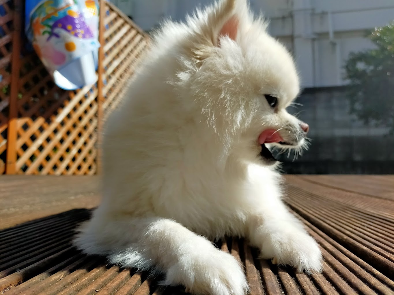 ﾍﾟｯﾄﾊｳｽﾗﾋﾟｭﾀ　ワンちゃんの遊び場