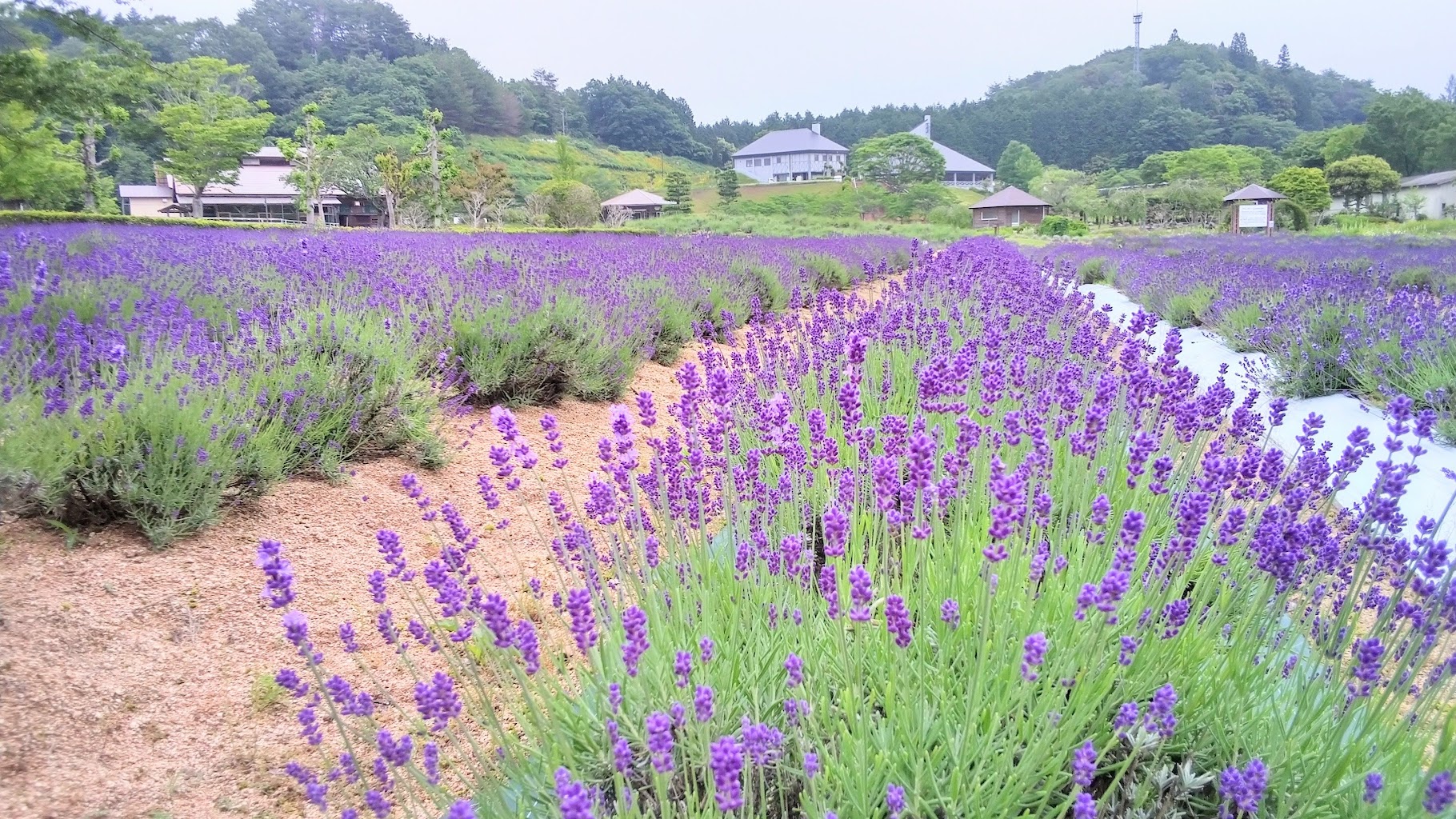 まきばの館 ドッグラン