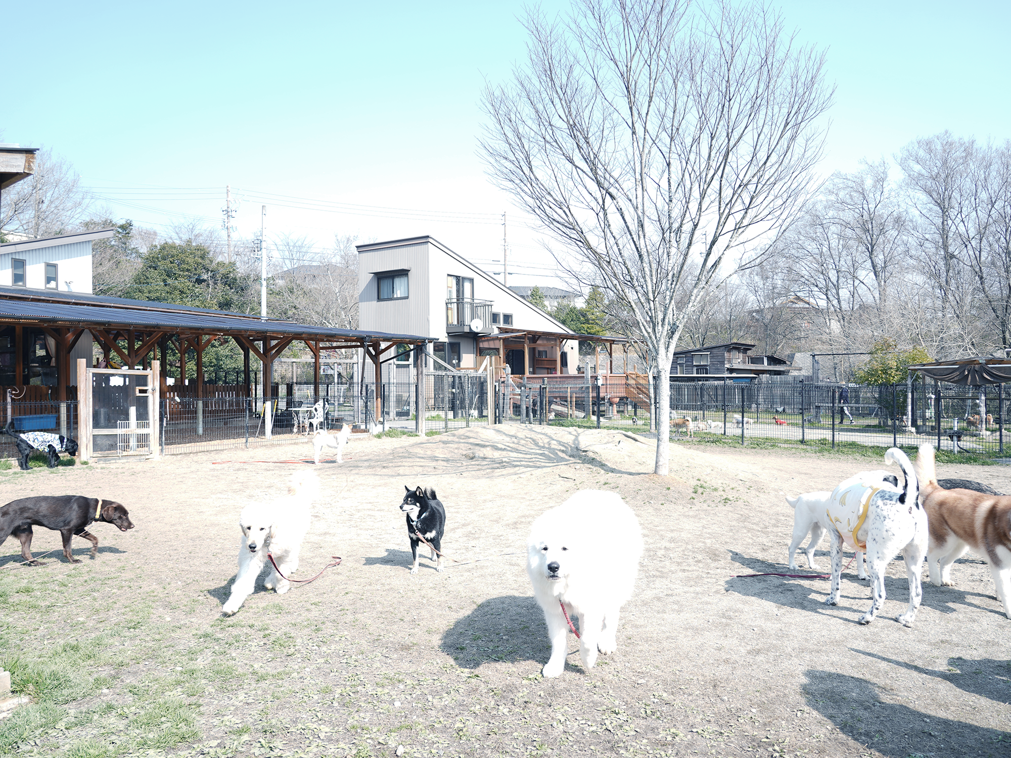 ティンカーベル鈴鹿