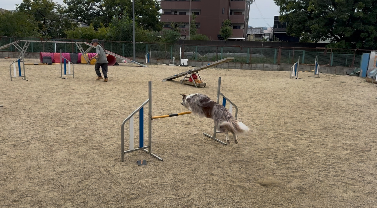 BIGDOG（ビッグドッグ）