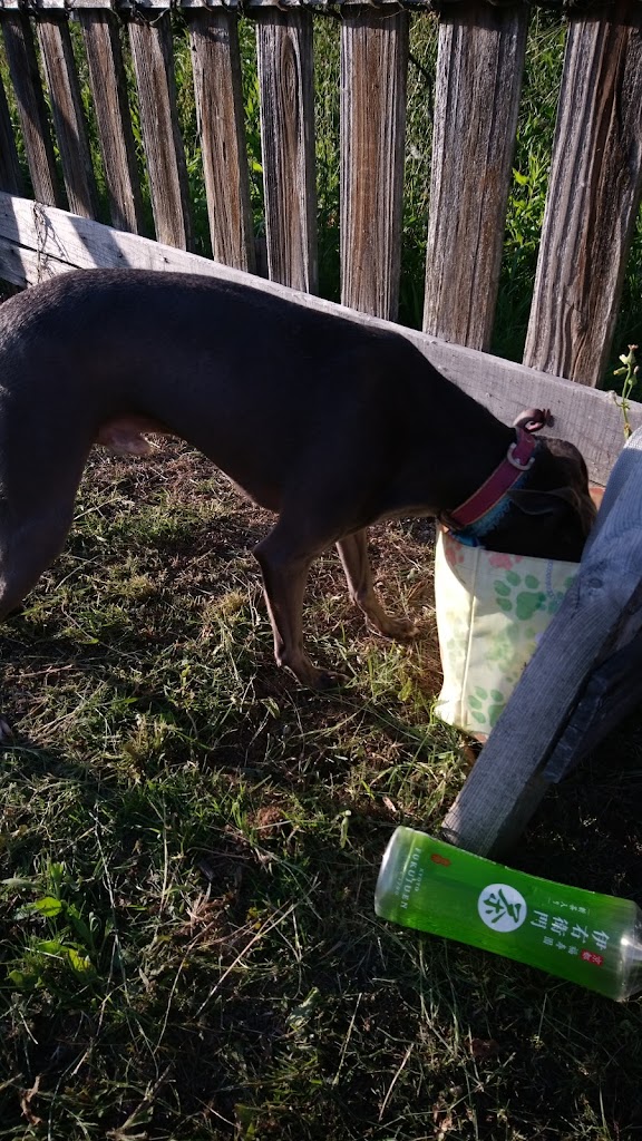 Bone Market　ドッグパーク