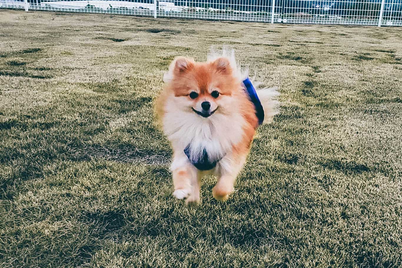 CAFE & DOG RUN HOUSEN