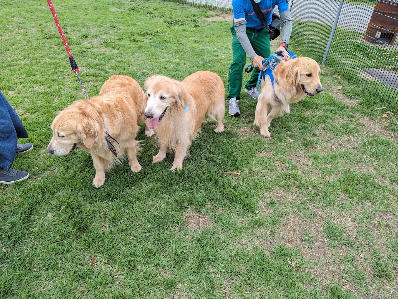 足柄ドッグラン COCO