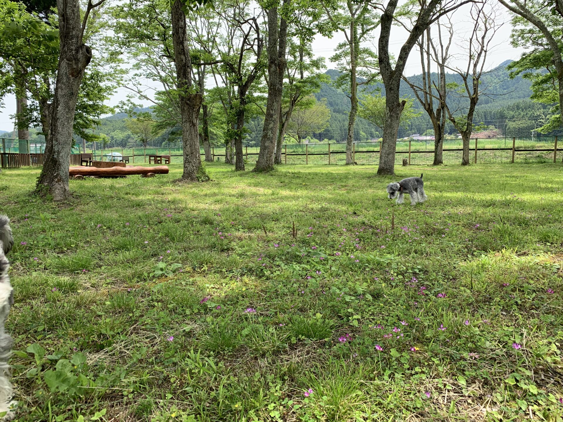 DOG PARK 山国