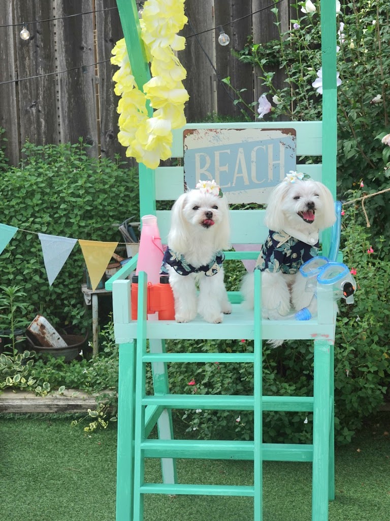 DOG SMALL GARDEN koniwan