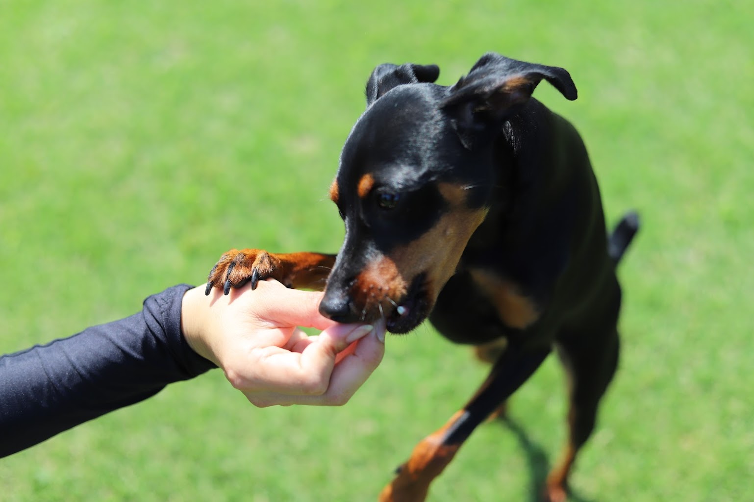 DogRun & CAFE Mito Square