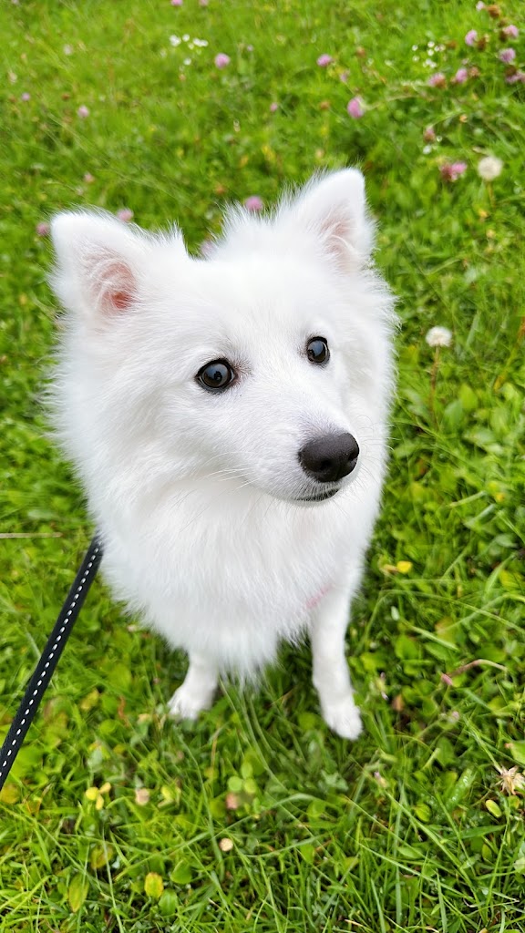 Dogrun Airy（ドッグランエアリー）