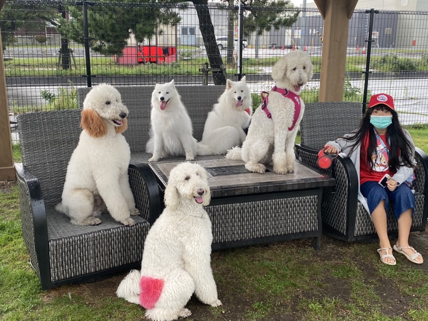 Dogrun Ken+ （ドックラン ケンケン）