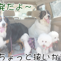 Espania-Dogs（ﾄﾞｯｸﾗﾝ・ｴｽﾊﾟｰﾆｬ）