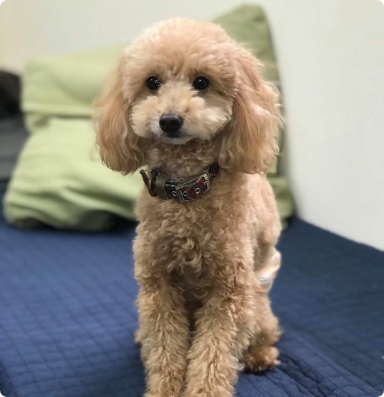 HyperDog（ハイパードッグ）