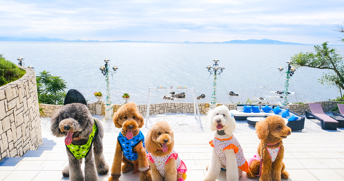 KARIKO RESORT ドッグラン