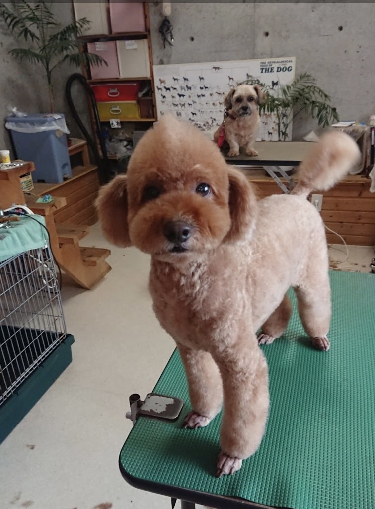 Labra(ラブラ)ドッグラン