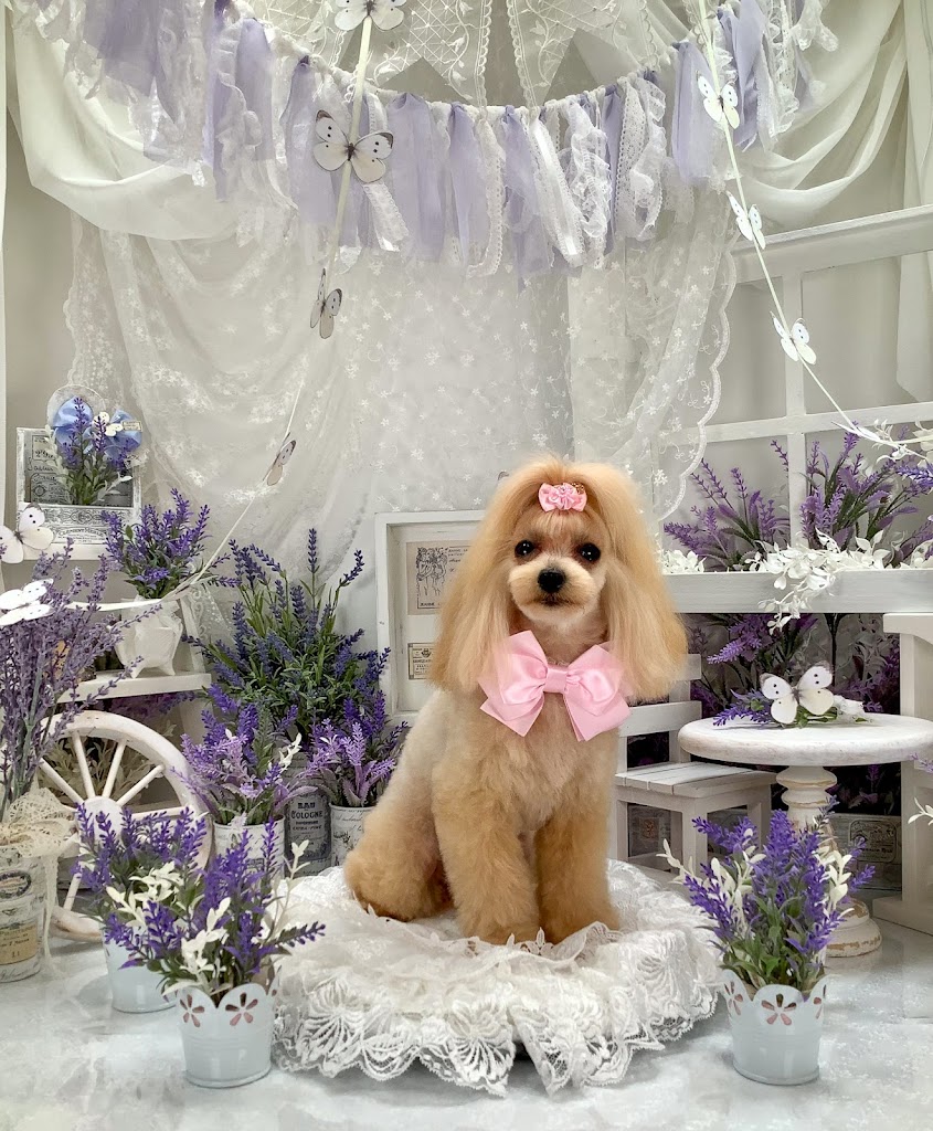 Mother Dog （マザードッグ）