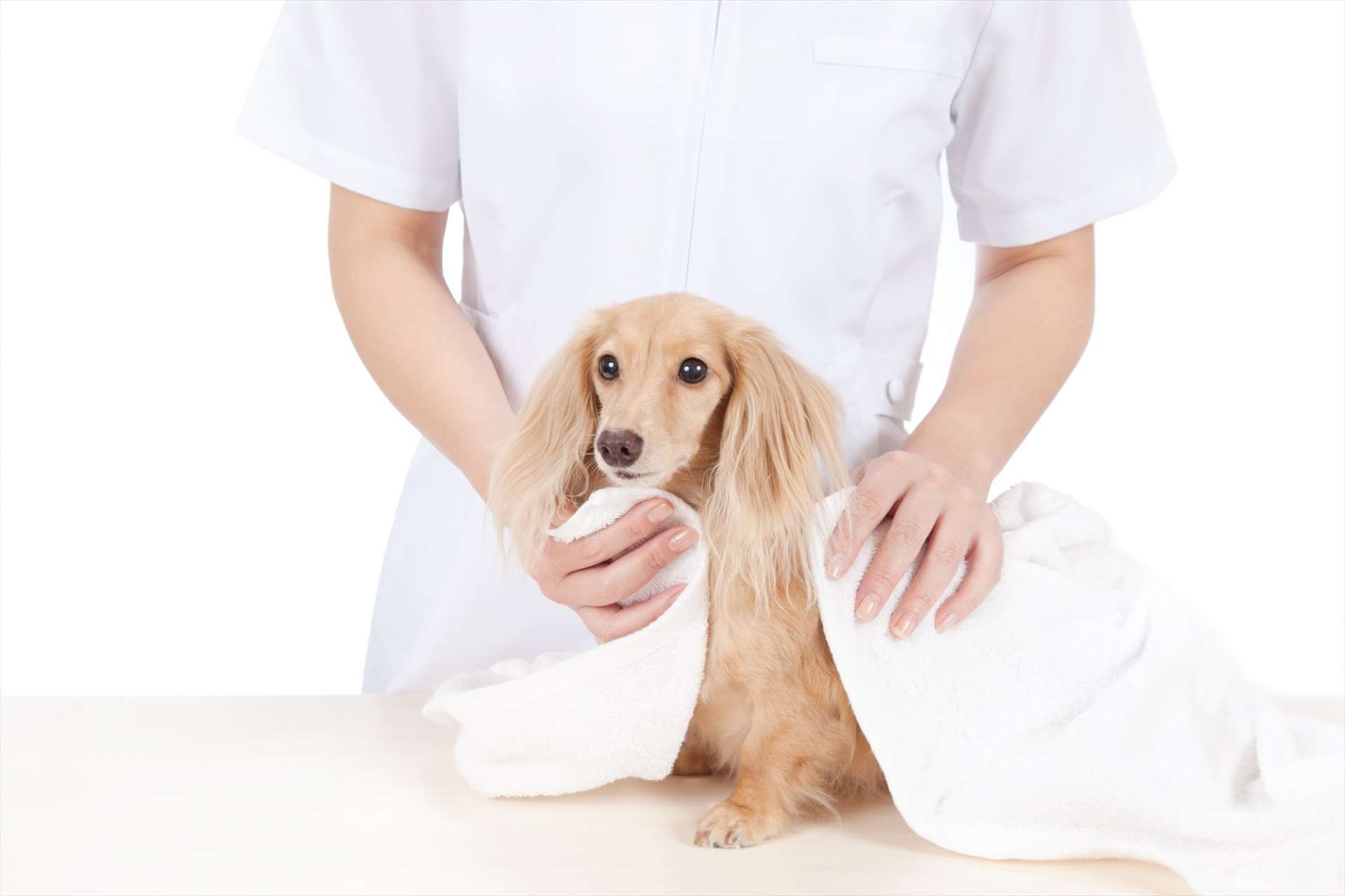 ドッグパーク NASPO