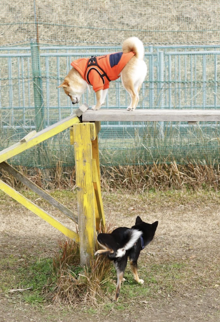 片山農園　OKドッグラン