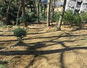 どきどきドッグPARK生田