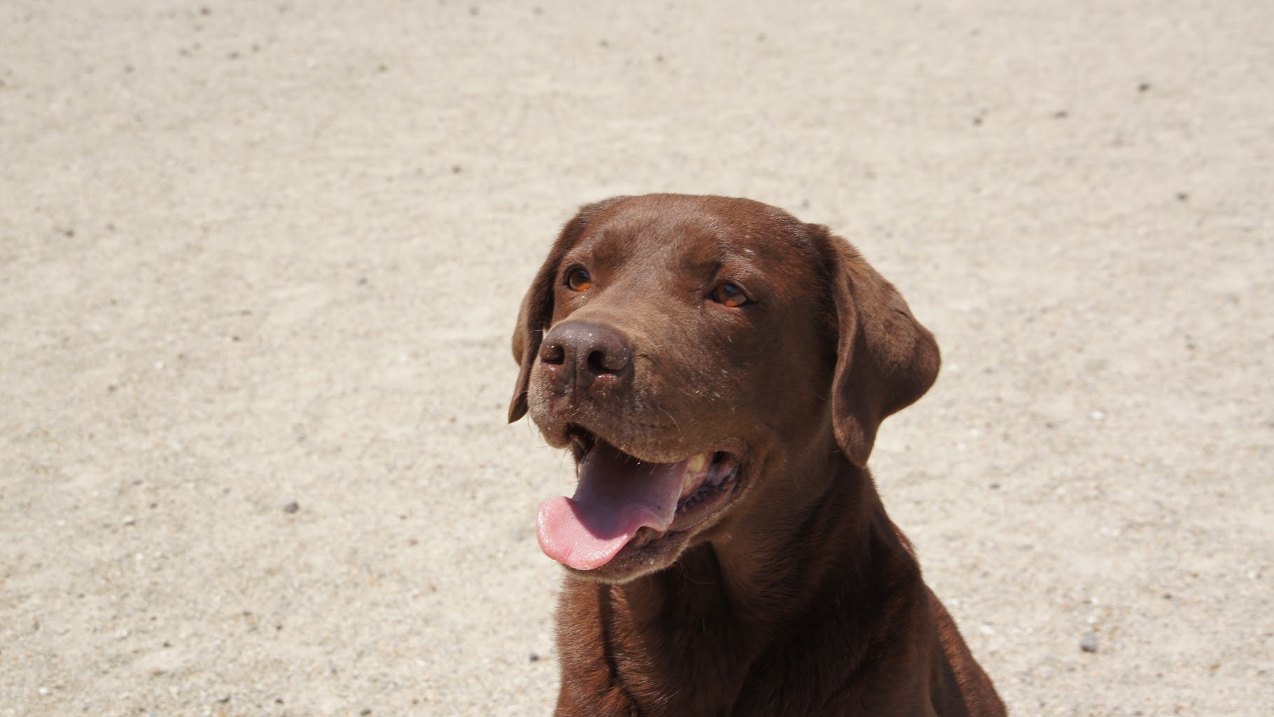 PET HOTEL Happy＆Lucky