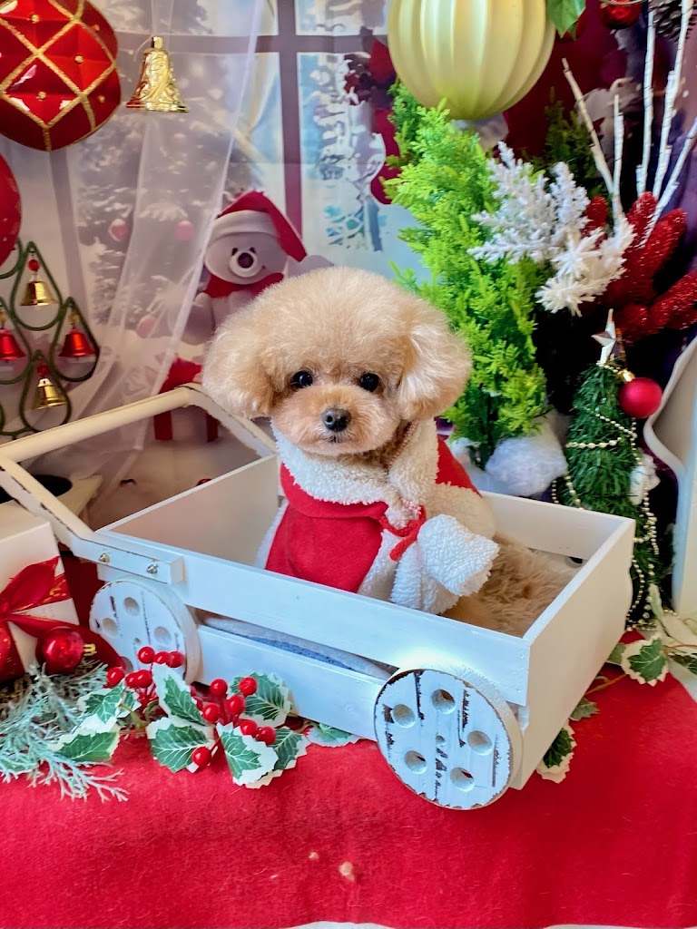 Puppy（パピー）