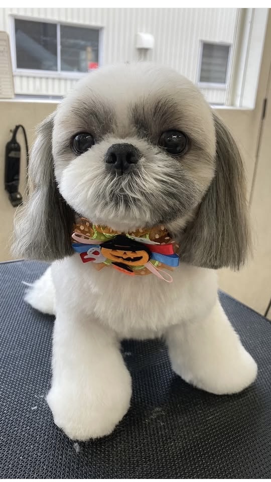 Pure-Dog（ピュア・ドッグ）