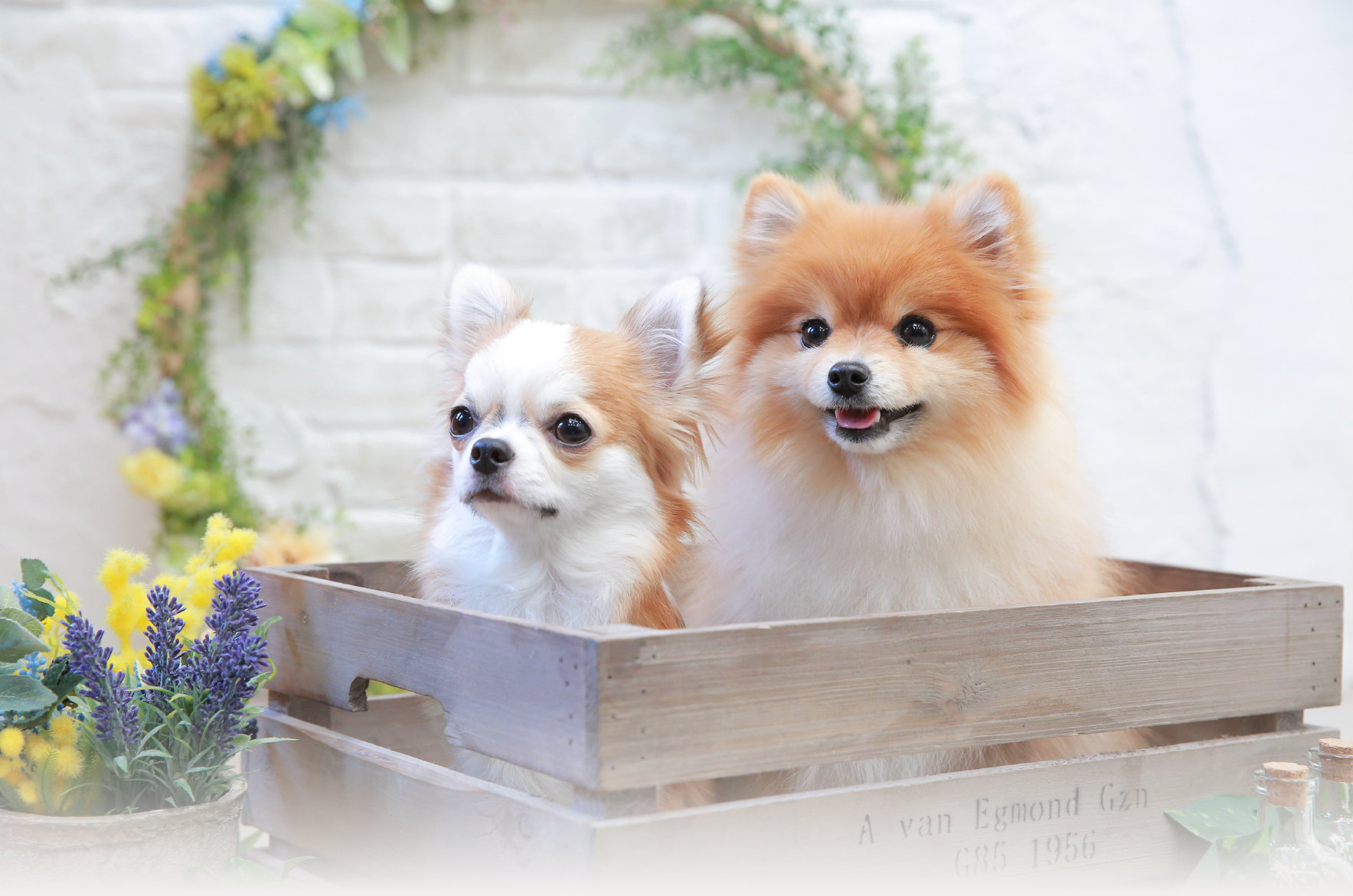 ドッグライフサポートセンターReliSt