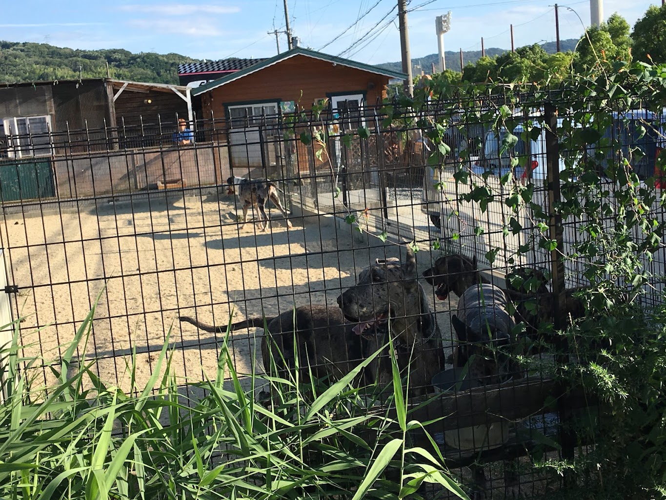 ドッグラン＆カフェRunBoo（ランブー）