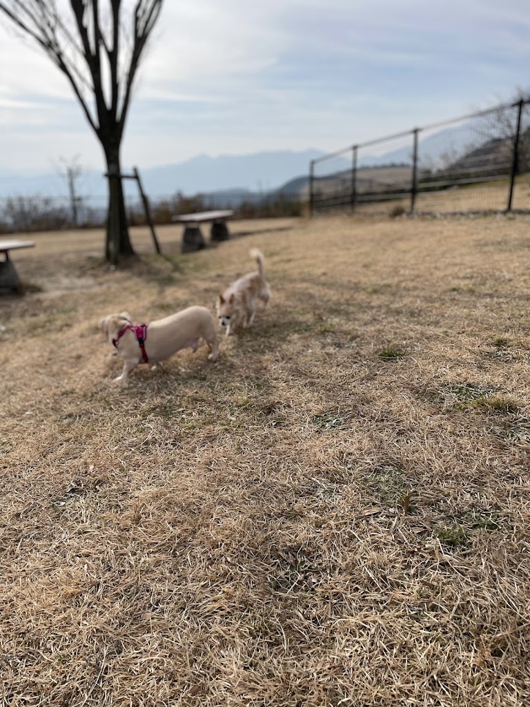 別府湾SAドッグラン