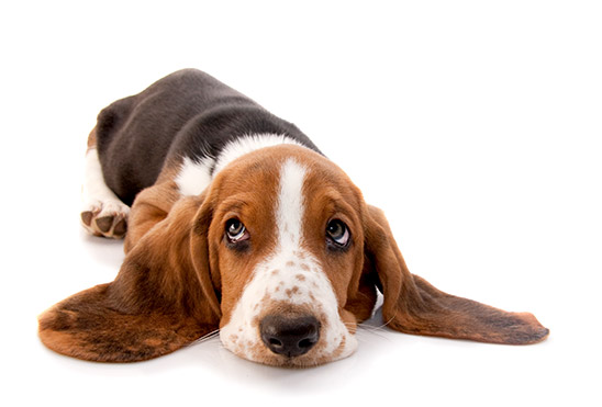 ドッグラン 淡路SA下り