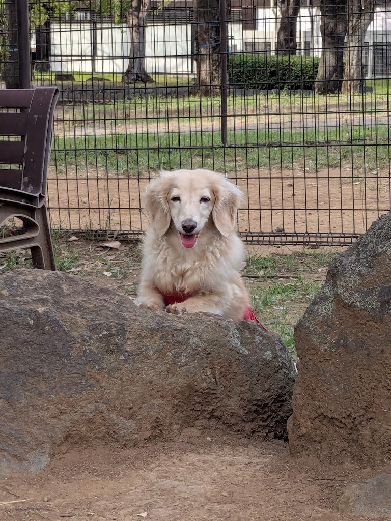 双葉SAドッグラン