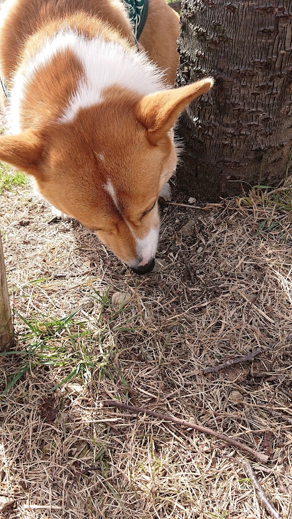 石鎚山SA(上り) ドッグラン