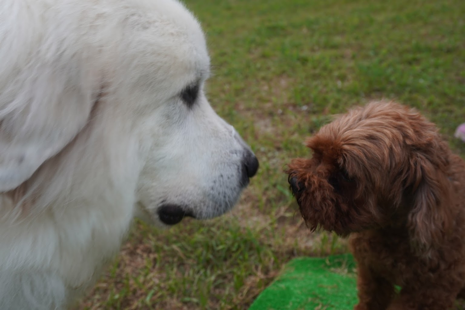 ワンコのお家 SEASONS