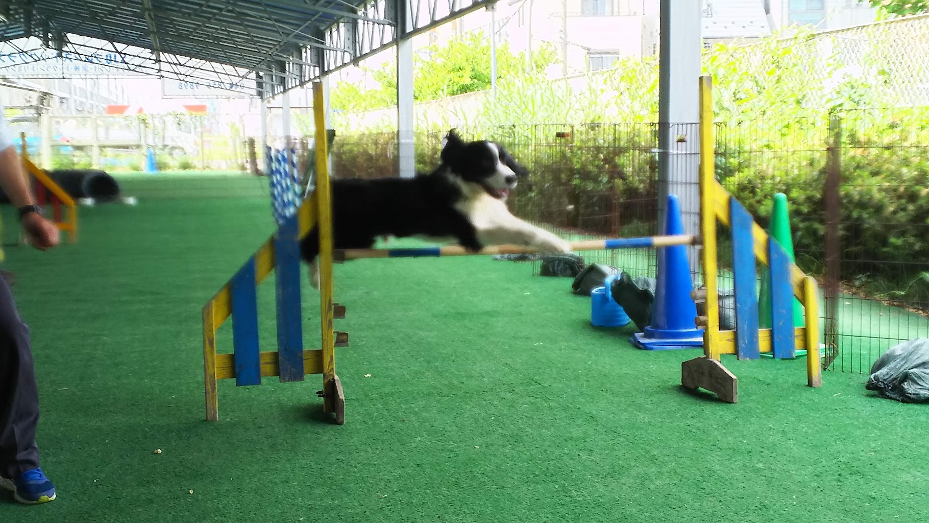 SJDフレンズドッグクラブ