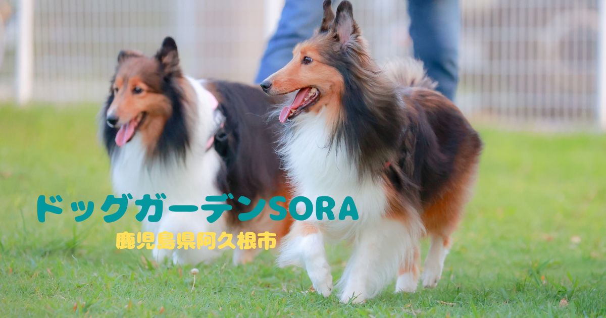 ドッグガーデンSORA