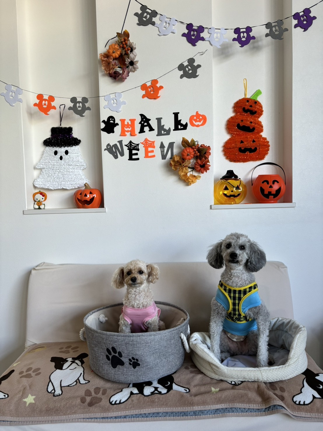 Soloiospace with dog(ソロイオスペースウィズドッグ)