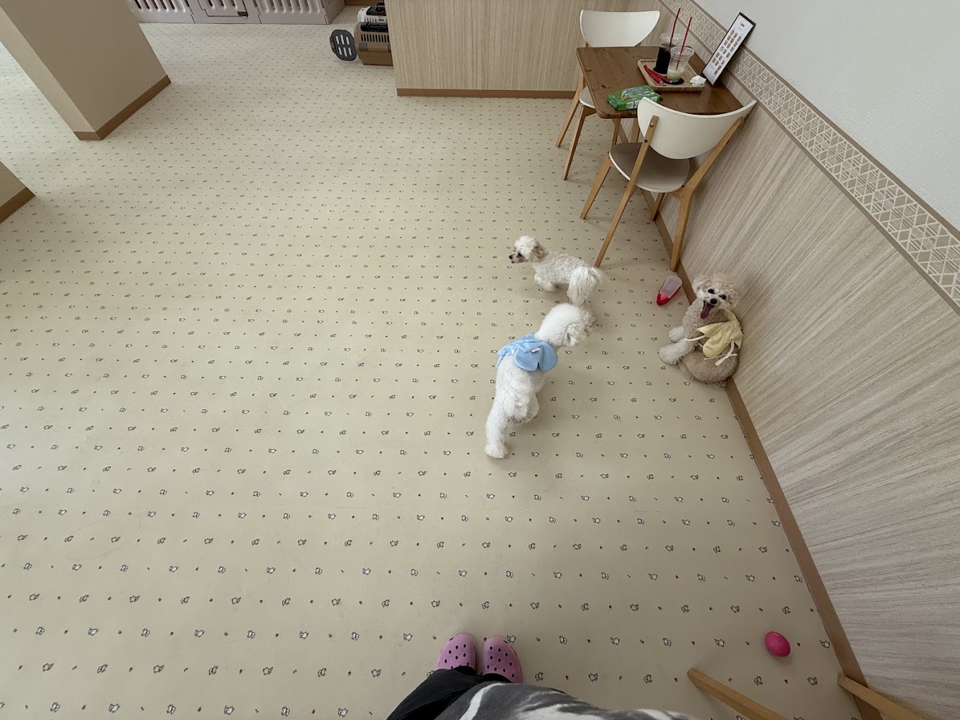 WANDRY（ワンドリー）