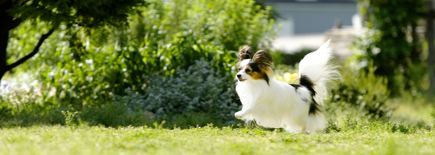 Wan!! Family Dogrun Tsurugi