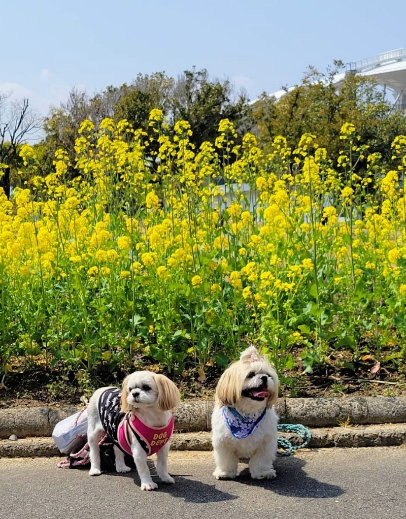 室内ドッグラン Ziko’one ジーコーズワン