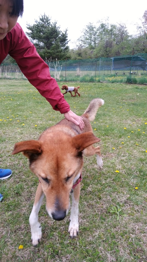 ドッグランてくてくピクニック