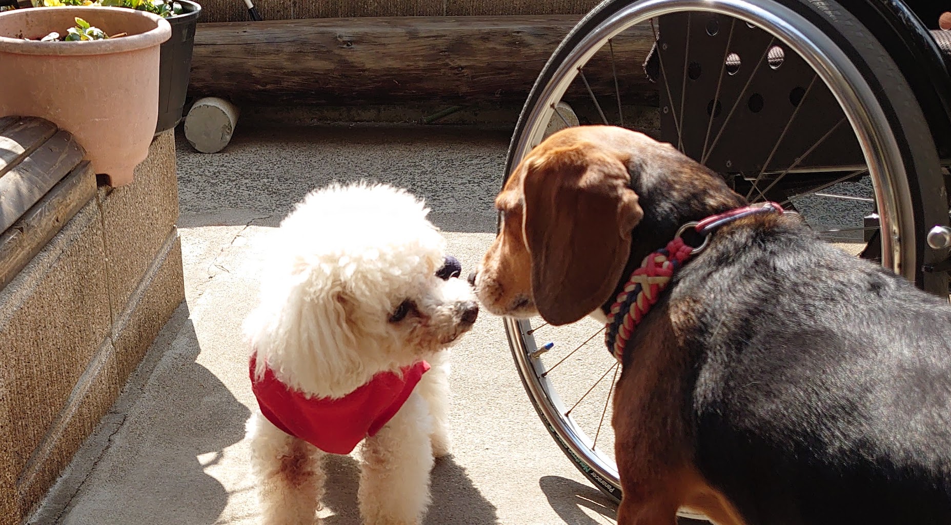 ドッグフィールド・ドリーム