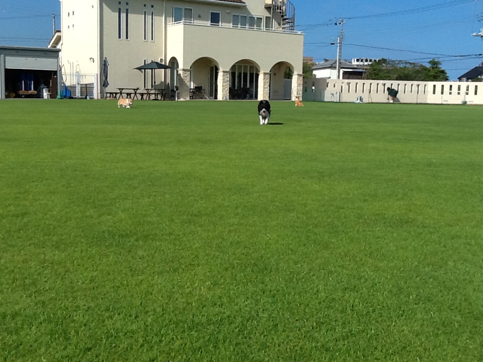 ドッグラン東金