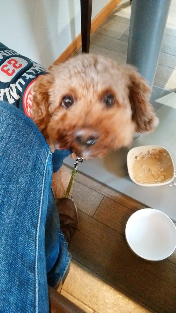 インディアン　ボーイズ　ケネル