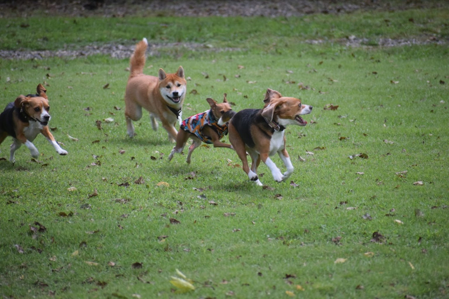 森のドッグラン枝瑠風