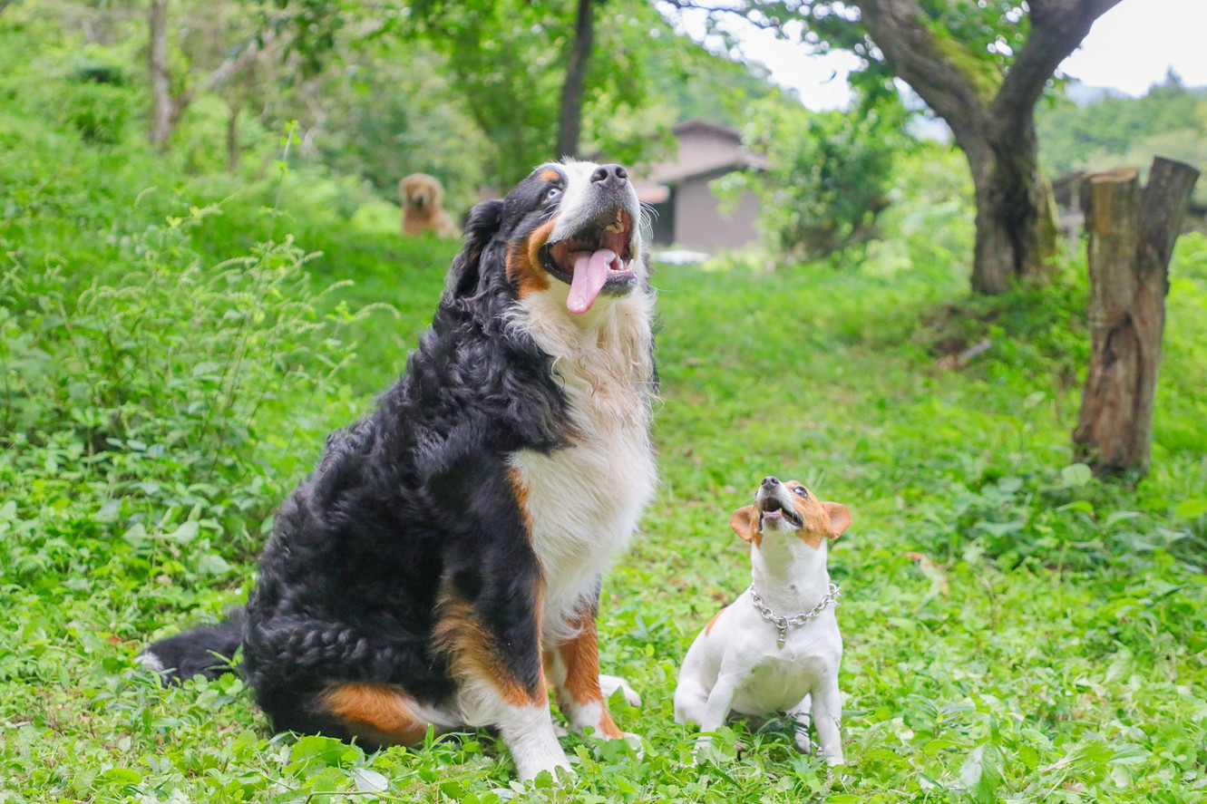 丹波マザーガーデン