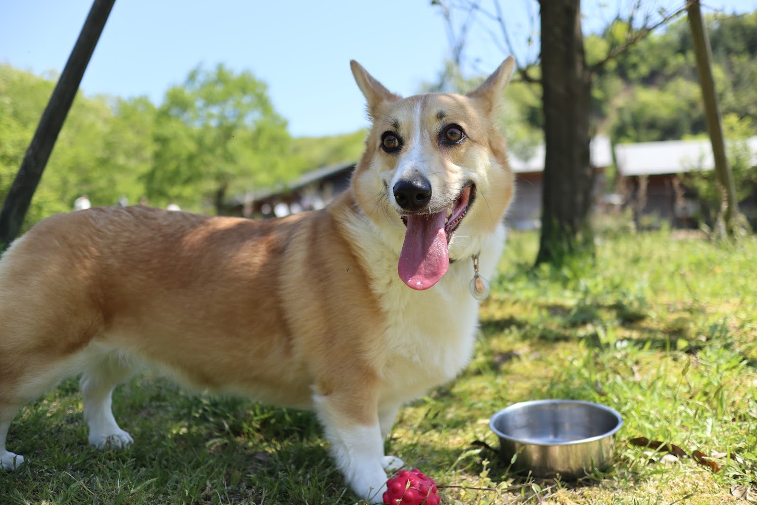 わんわんパーク