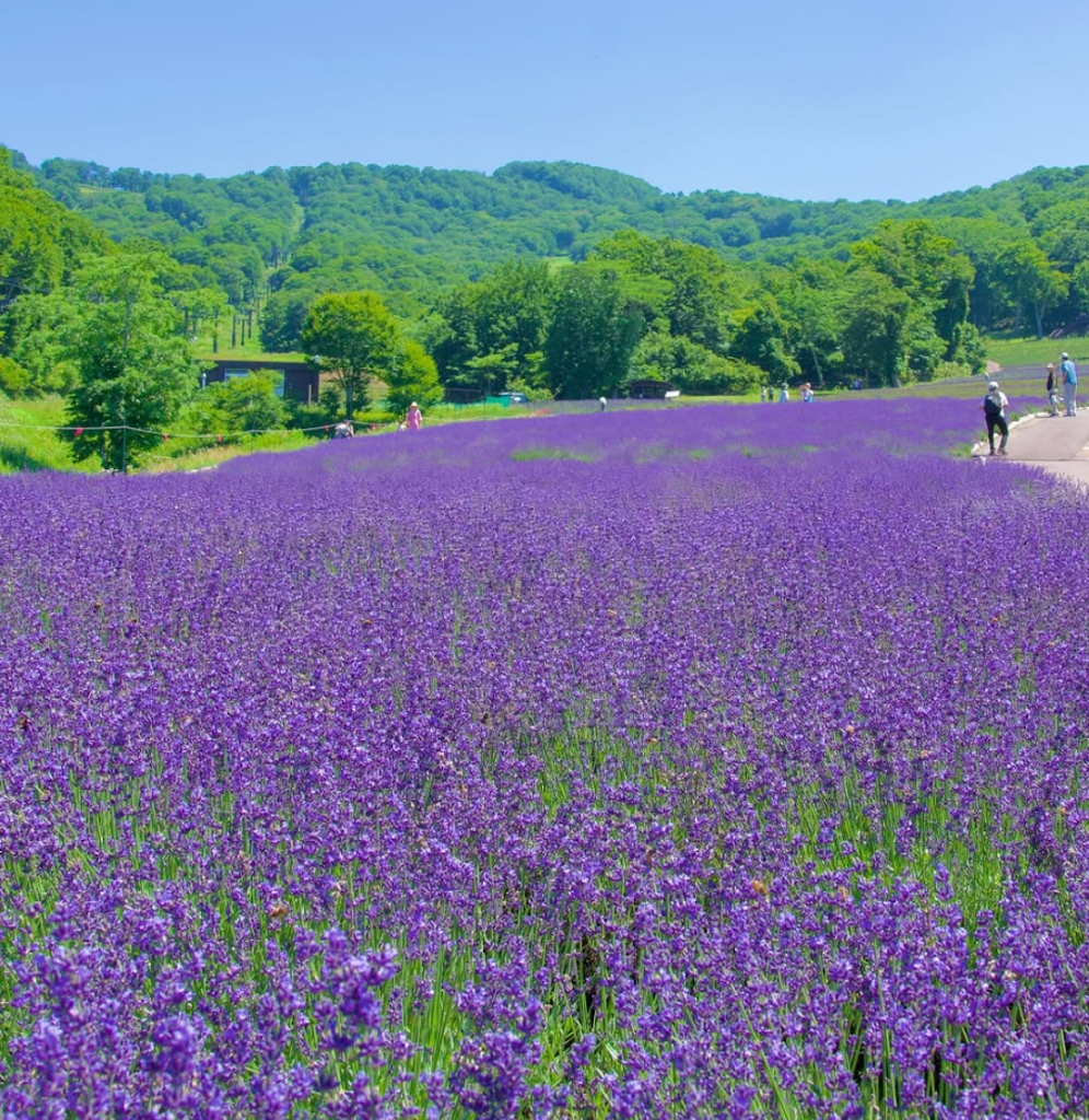 たんばらラベンダーパーク