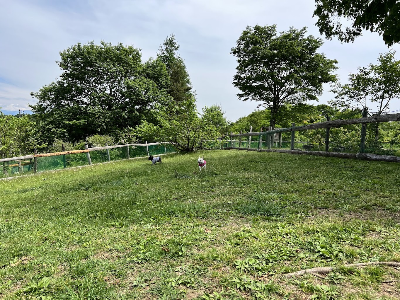 黒姫高原 ドッグラン