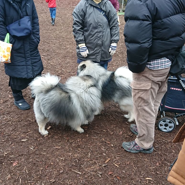 ゆりはなドッグラン