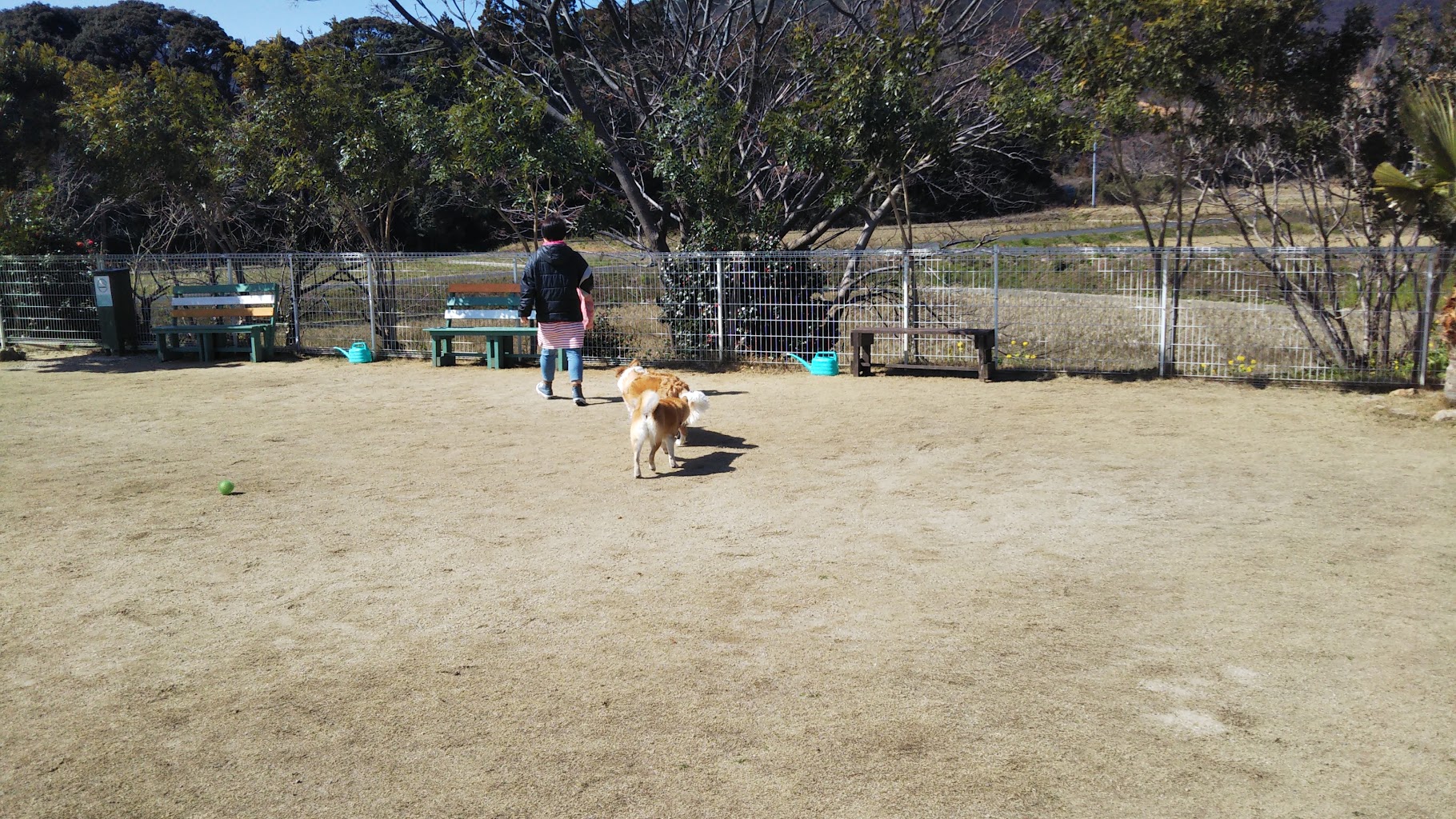 ドッグラン グリーンリーフ